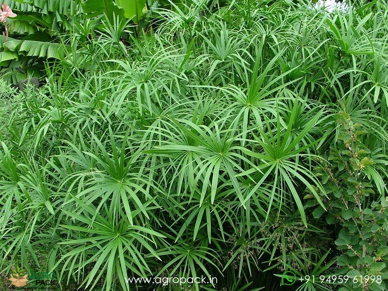 Umbrella-palm3
