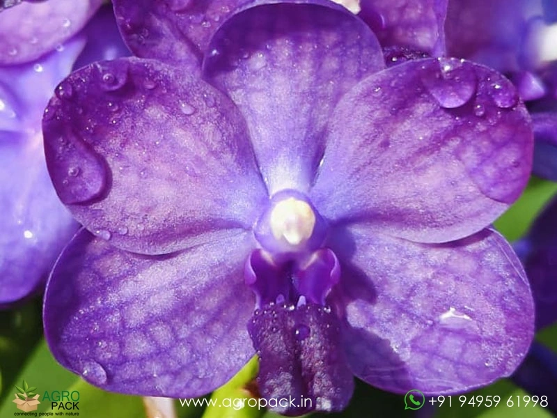 Vandachostylis-Bangsai-Star-Blue-Orchid1