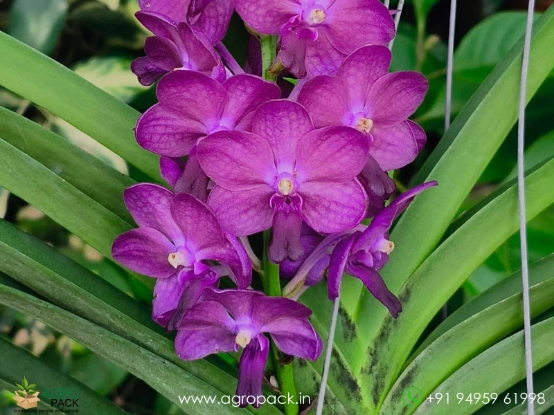 Vandachostylis-Bangsai-Star-Blue-Orchid3