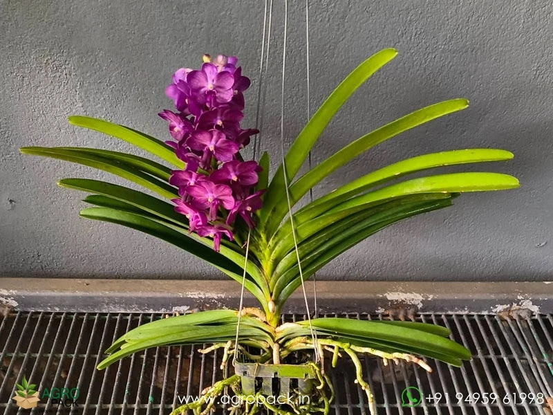 Vandachostylis-Bangsai-Star-Blue-Orchid4