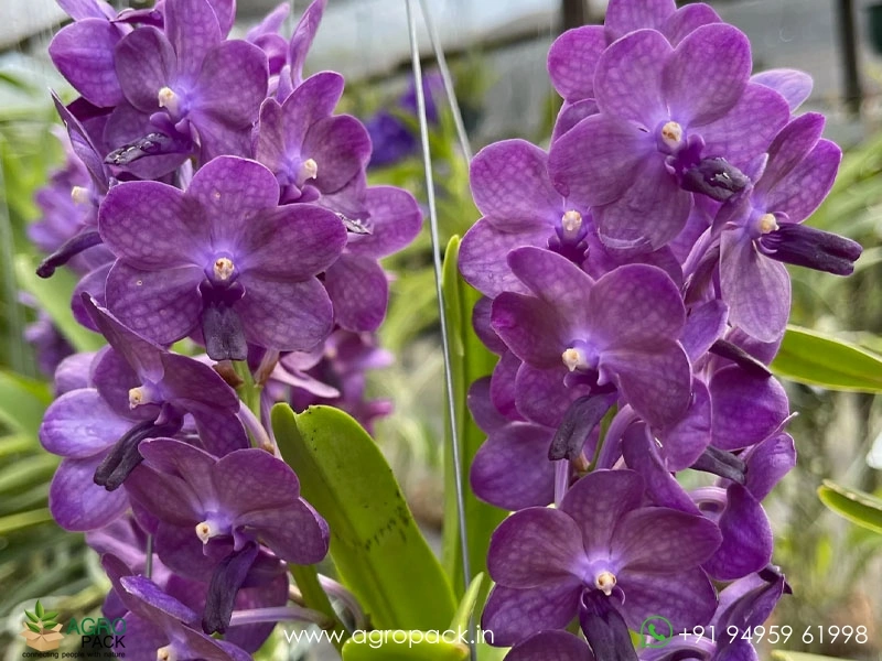 Vandachostylis-Bangsai-Star-Blue-Orchid5