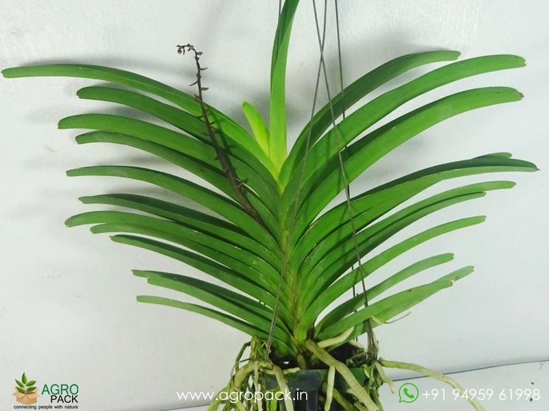 Vandachostylis-Bangsai-Star-Blue-Orchid6