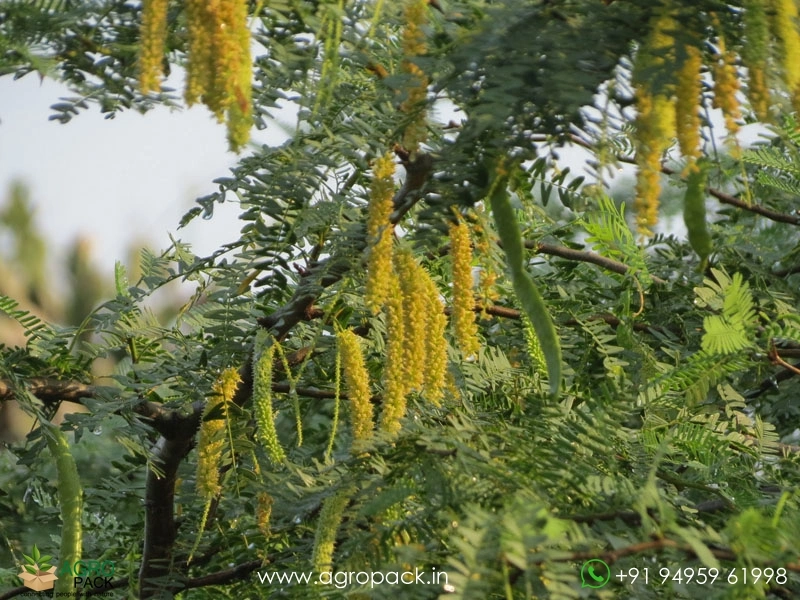 Vanni-Prosopis-spicigera1