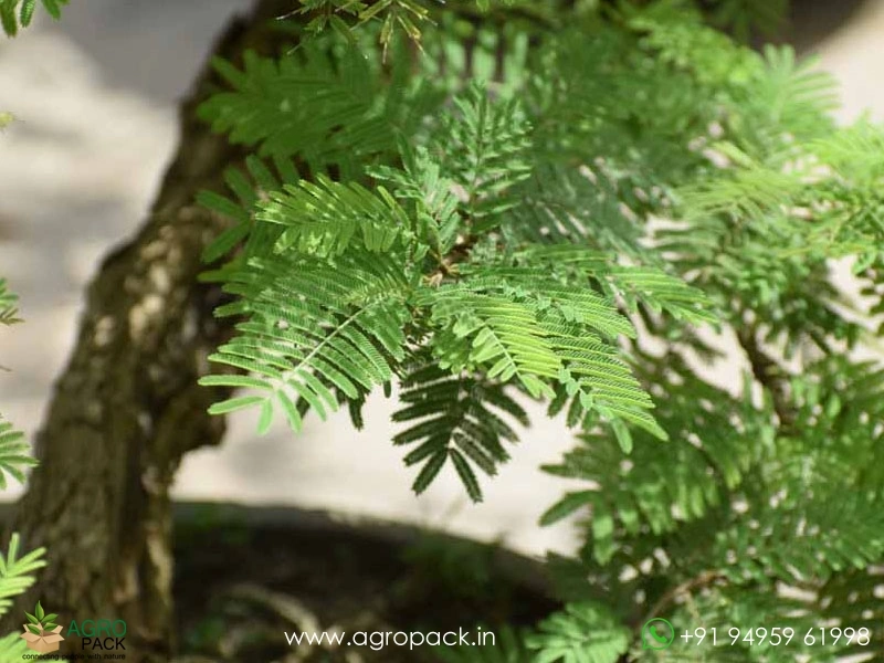 Vanni-Prosopis-spicigera5