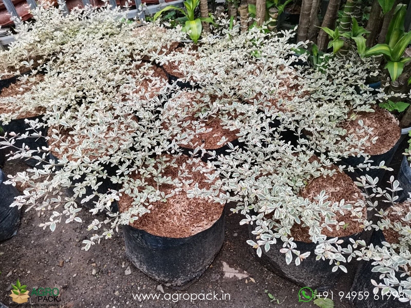 Variegated-African-Talisay1
