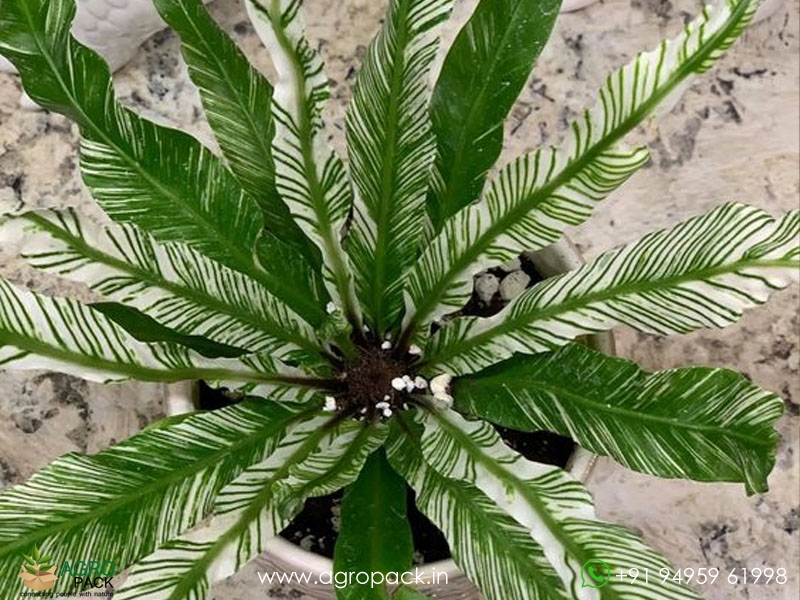 Variegated-Birds-Nest-Fern1
