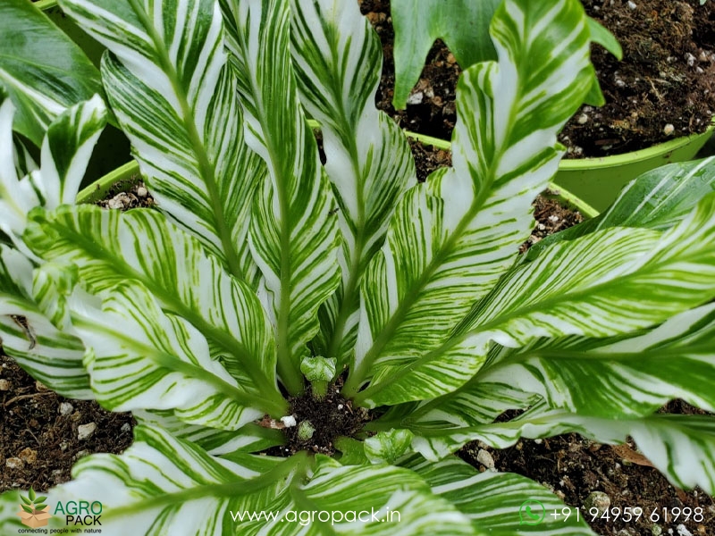 Variegated-Birds-Nest-Fern2