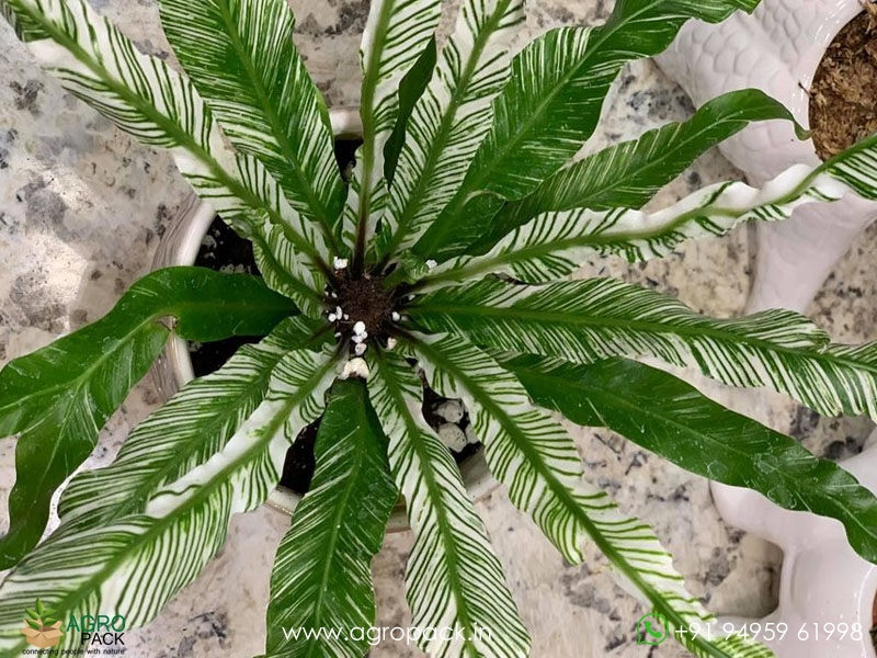 Variegated-Birds-Nest-Fern3