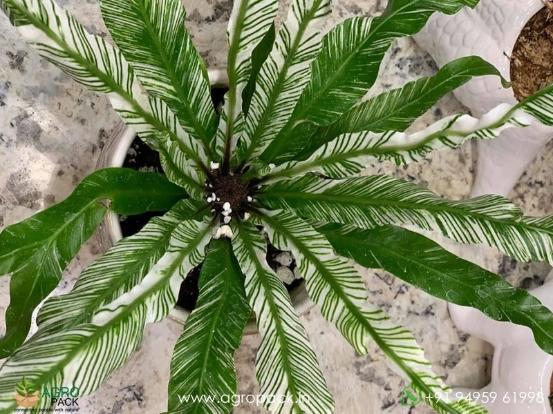 Variegated-Birds-Nest-Fern3