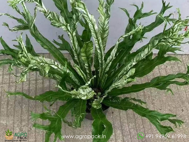 Variegated-Birds-Nest-Fern4