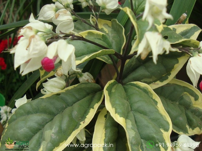 Variegated-Bleeding-Heart-Vine1