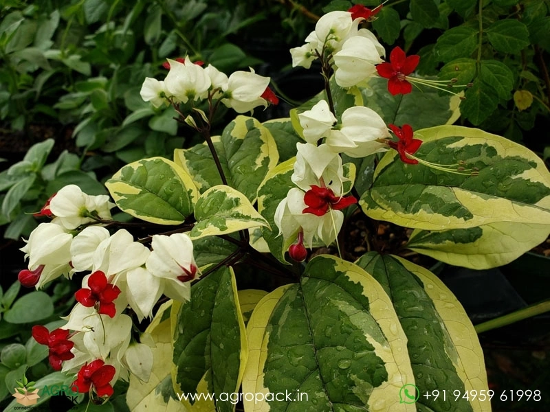 Variegated-Bleeding-Heart-Vine2