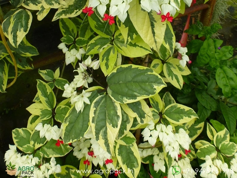 Variegated-Bleeding-Heart-Vine5