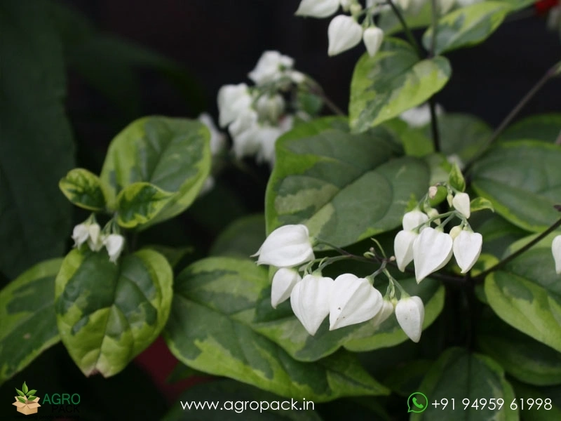 Variegated-Bleeding-Heart-Vine6