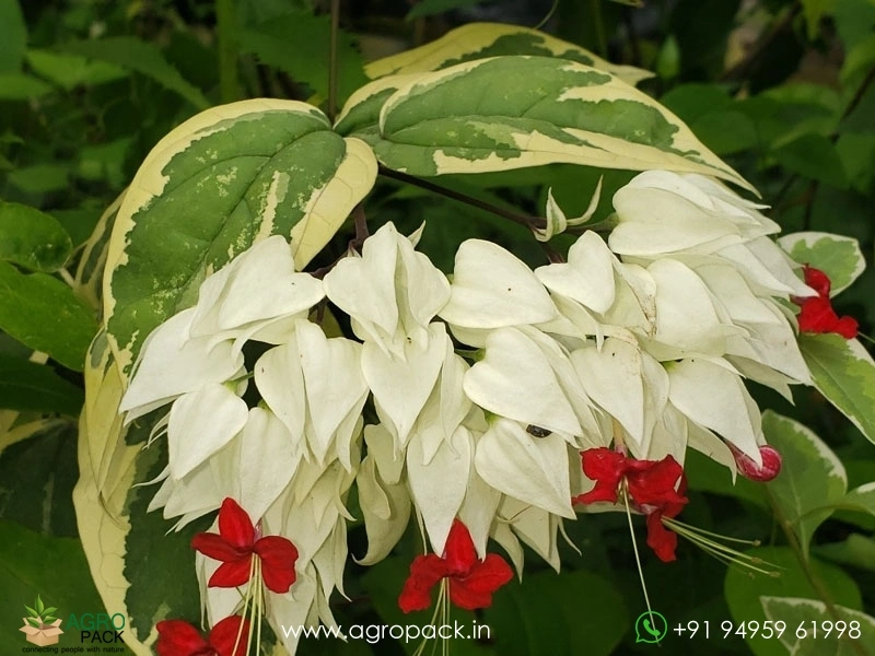 Variegated-Bleeding-Heart-Vine7