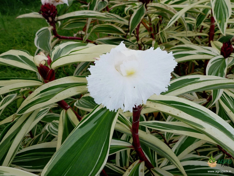 Variegated-Crepe-Ginger1