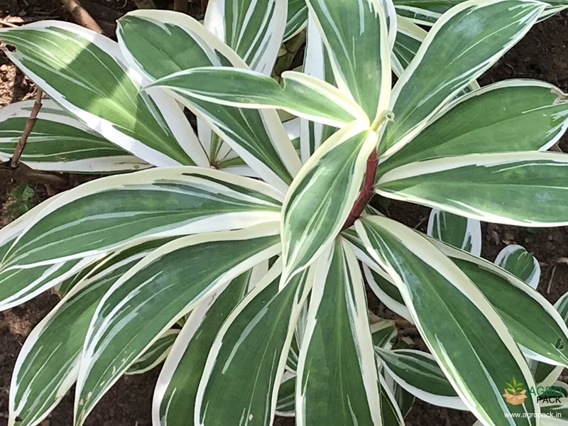 Variegated-Crepe-Ginger3