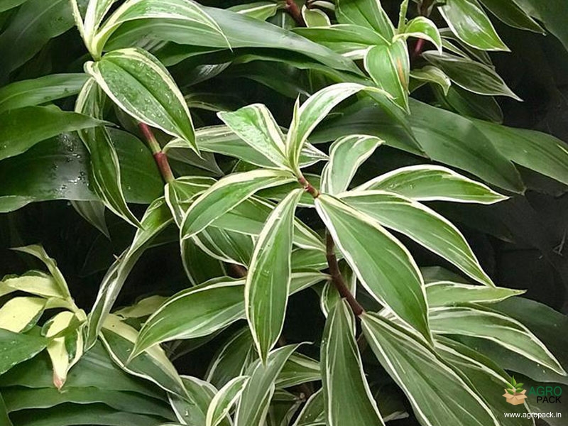 Variegated-Crepe-Ginger4