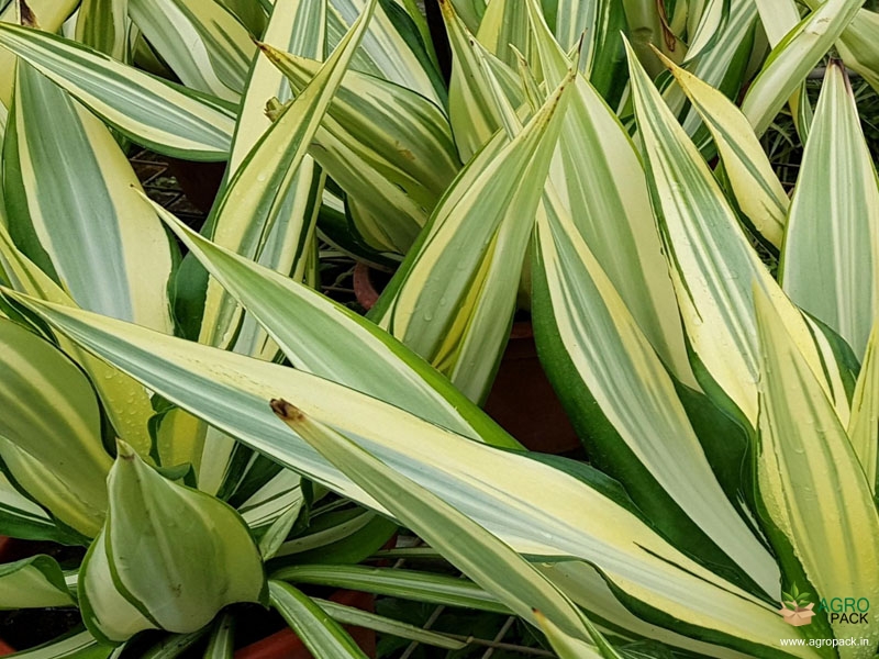 Variegated-False-Agave1