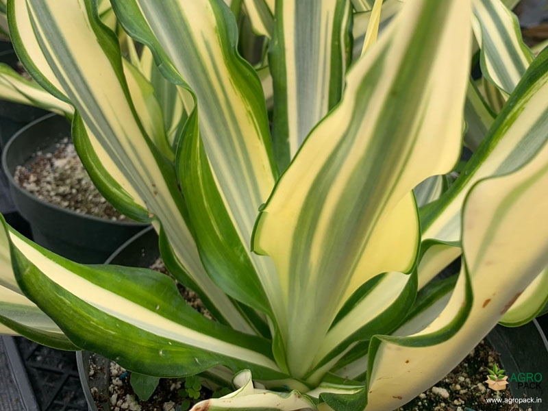 Variegated-False-Agave3