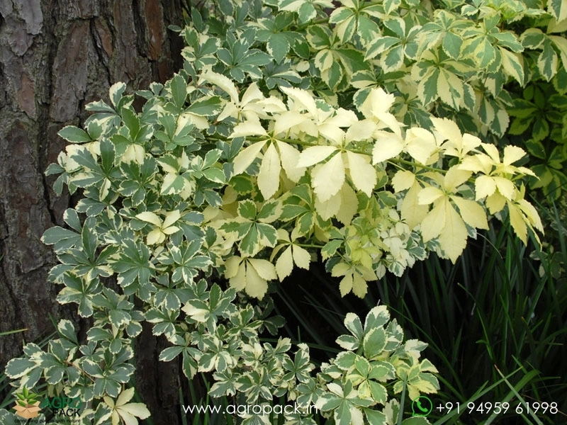 Variegated-Fiveleaf-Aralia2