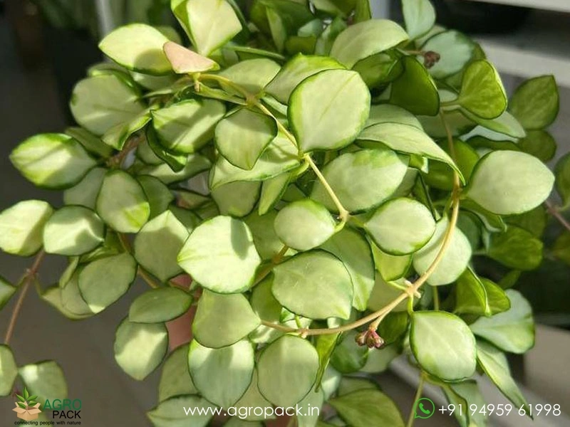 Variegated-Hoya-Carnosa1
