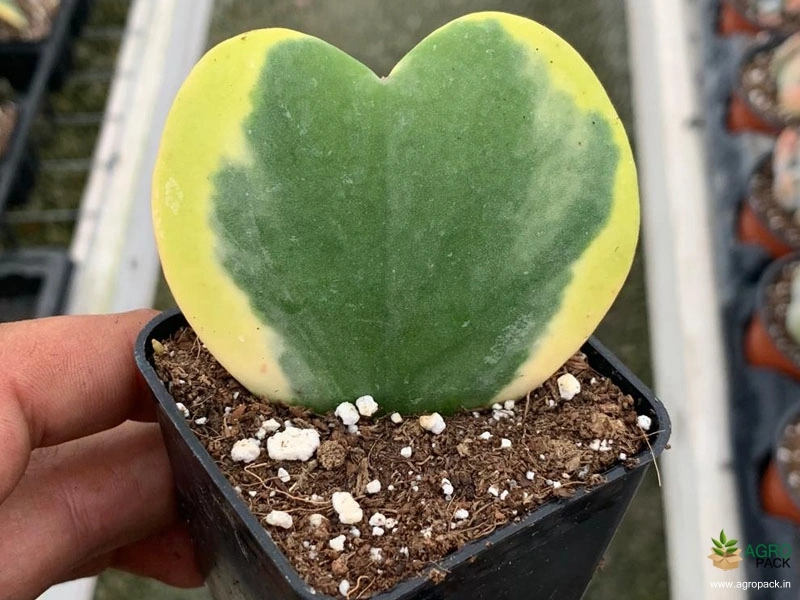Variegated-Hoya-Kerrii2
