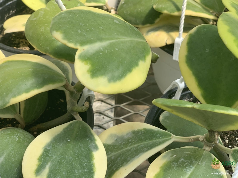 Variegated-Hoya-Kerrii4