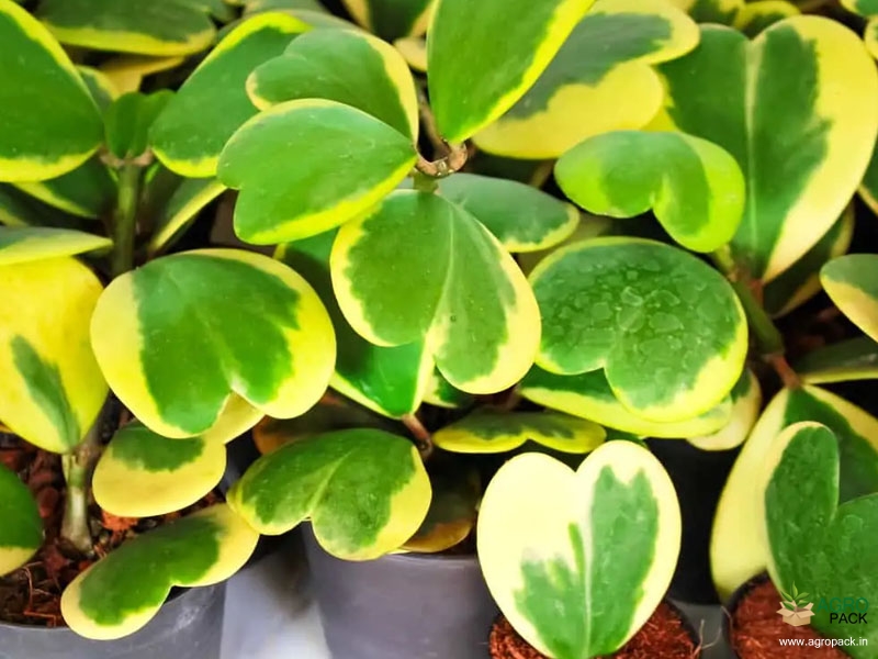 Variegated-Hoya-Kerrii5