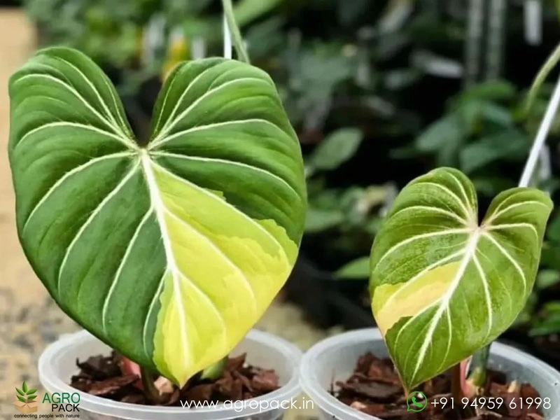 Variegated-Philodendron-Gloriosum1