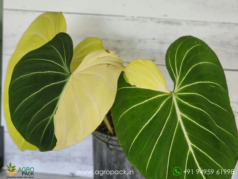 Variegated-Philodendron-Gloriosum2