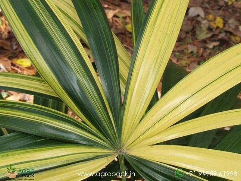Variegated-Rhapis-Palm2