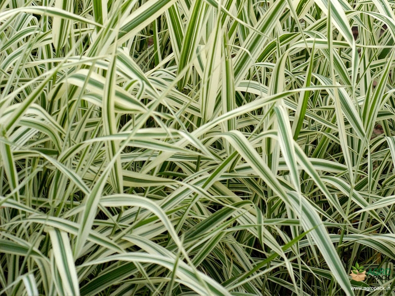 Variegated-Ribbon-Grass3