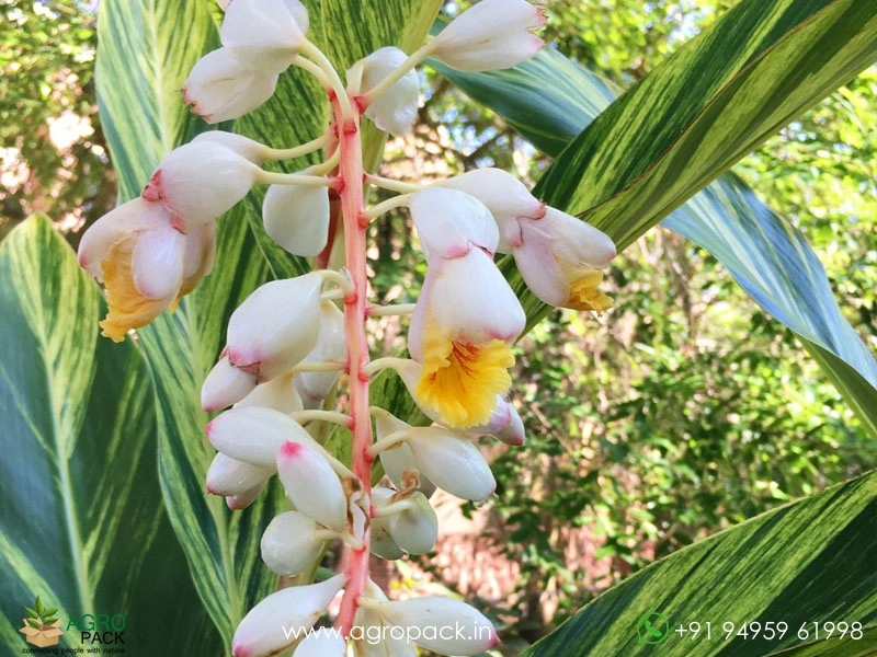Variegated-Shell-Ginger1