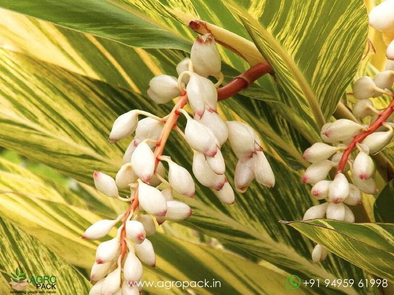 Variegated-Shell-Ginger2