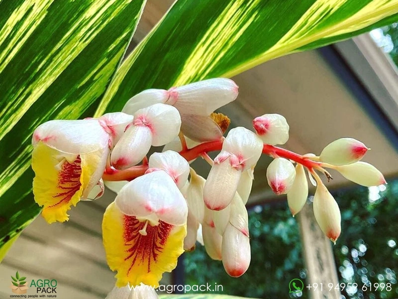 Variegated-Shell-Ginger3