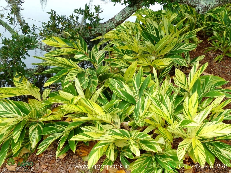 Variegated-Shell-Ginger4