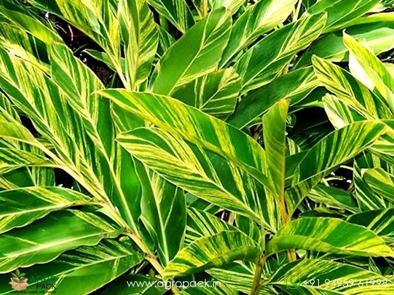 Variegated-Shell-Ginger6