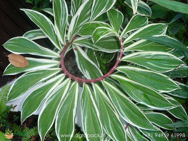Variegated-Spiral-Ginger1