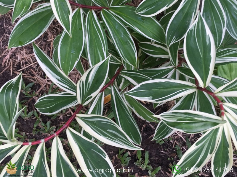 Variegated-Spiral-Ginger2