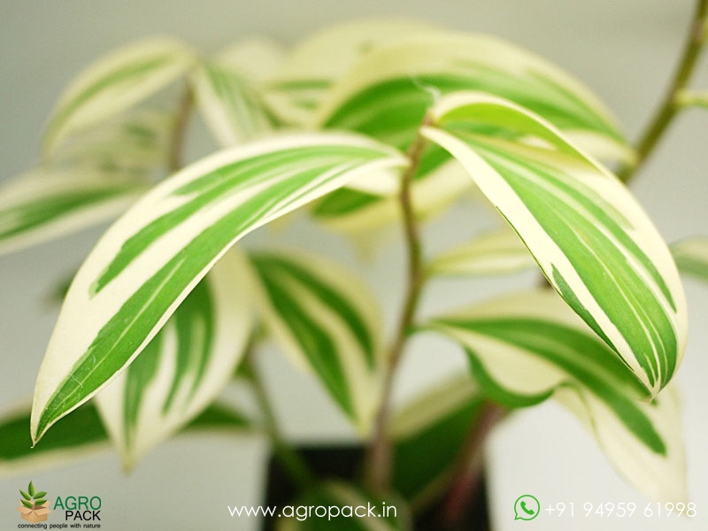 Variegated-Spiral-Ginger3