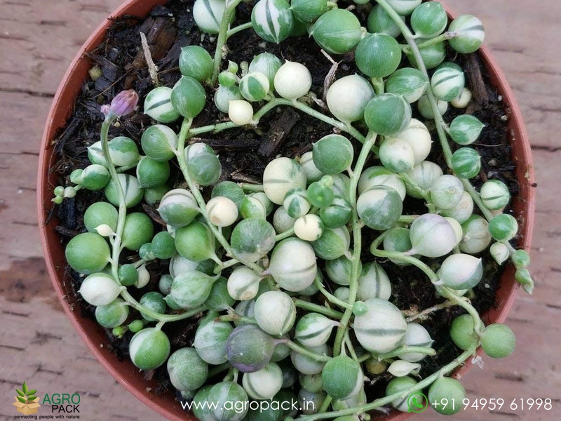 Variegated-String-Of-Pearls1