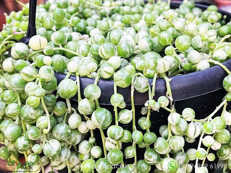 Variegated-String-Of-Pearls2