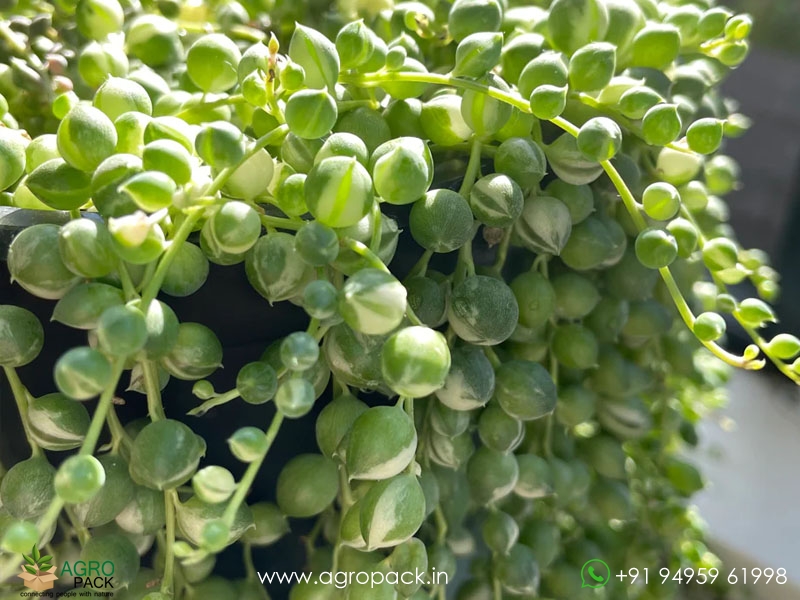 Variegated-String-Of-Pearls4
