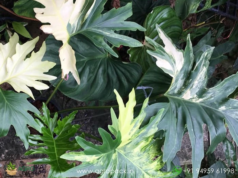 gemse saatgut set Bio-Gartengemse Samen-Set kaufen