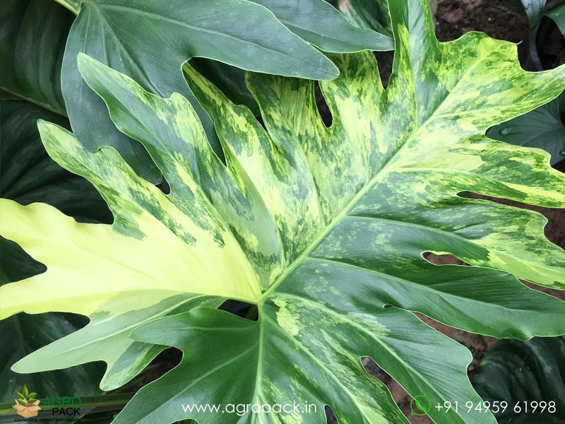 Variegated Thaumatophyllum Bipinnatifidum Plant For Sale In India | Online  plant nursery