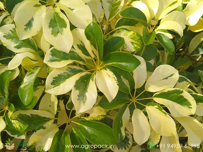 Variegated-Umbrella-Tree1
