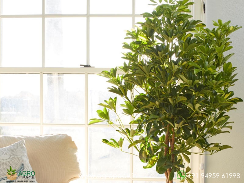 Variegated-Umbrella-Tree2