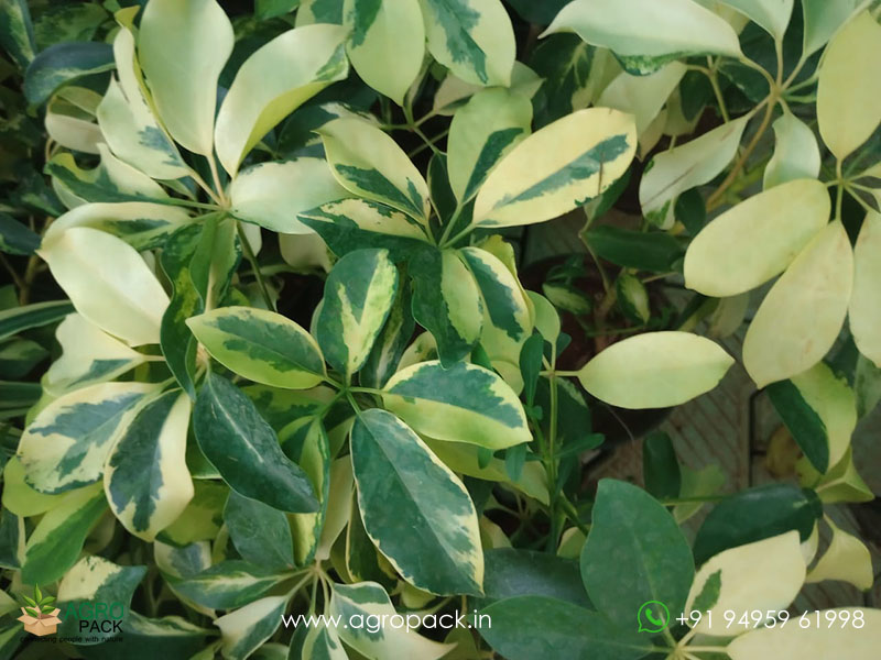 Variegated-Umbrella-Tree4