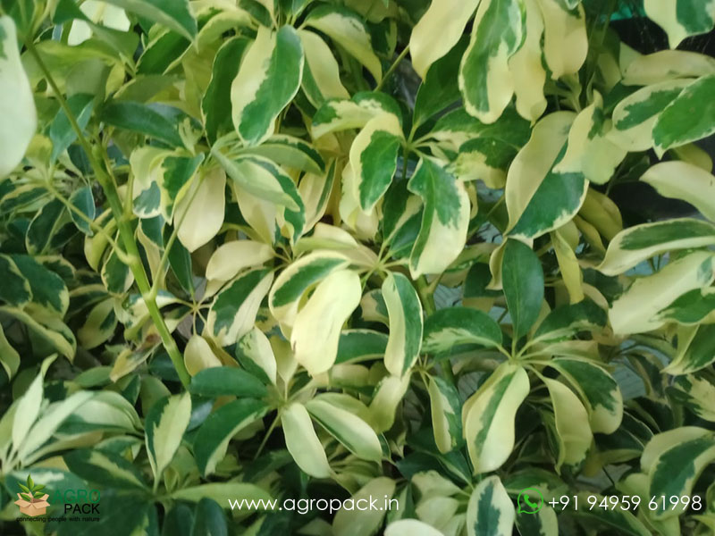 Variegated-Umbrella-Tree5
